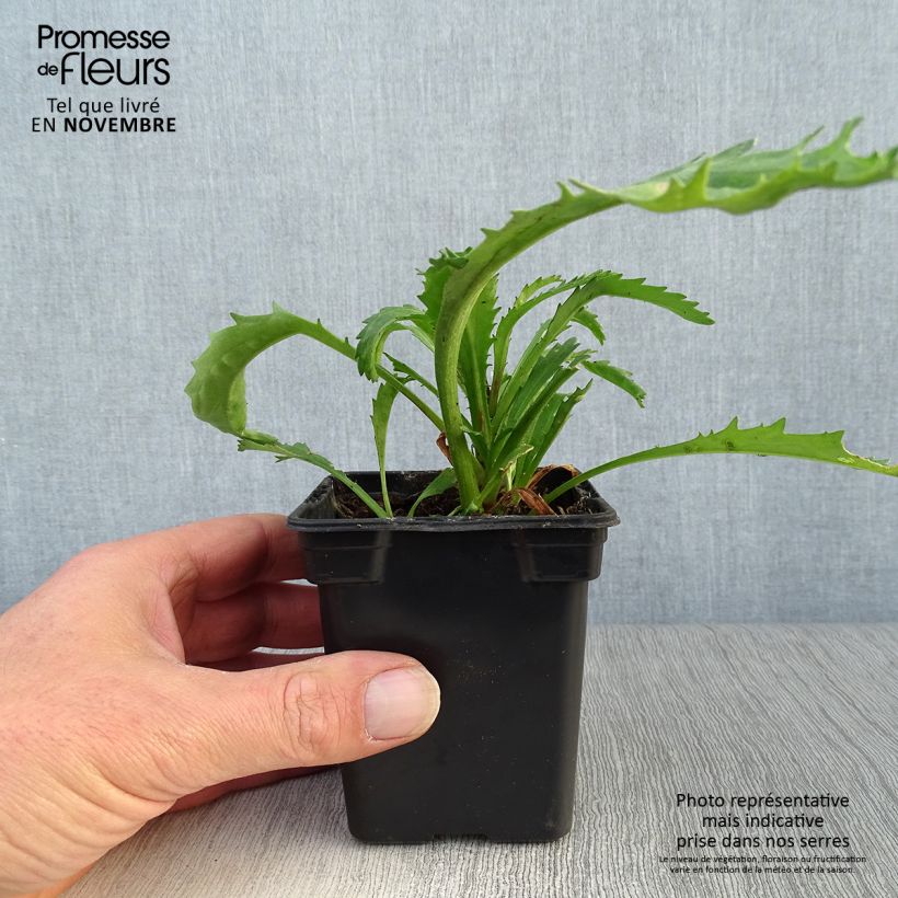 Exemplar von Großblumige Margerite Wirral Supreme - Leucanthemum Kleine Töpfe von 7/8 cm wie im Herbst geliefert
