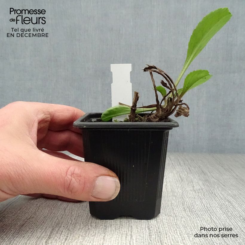 Exemplar von Großblumige Margerite Wirral Supreme - Leucanthemum Kleine Töpfe von 7/8 cm wie im Winter geliefert