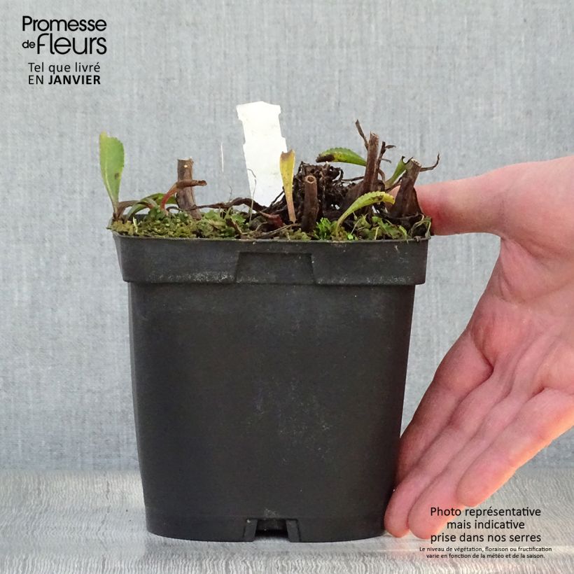 Exemplar von Großblumige Margerite Wirral Supreme - Leucanthemum Topf mit 2L/3L wie im Winter geliefert