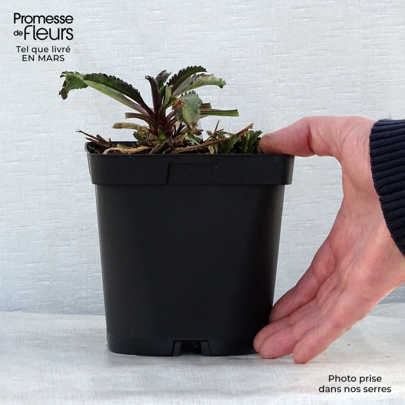 Exemplar von Großblumige Margerite Wirral Supreme - Leucanthemum Topf mit 2L/3L wie im Frühjahr geliefert