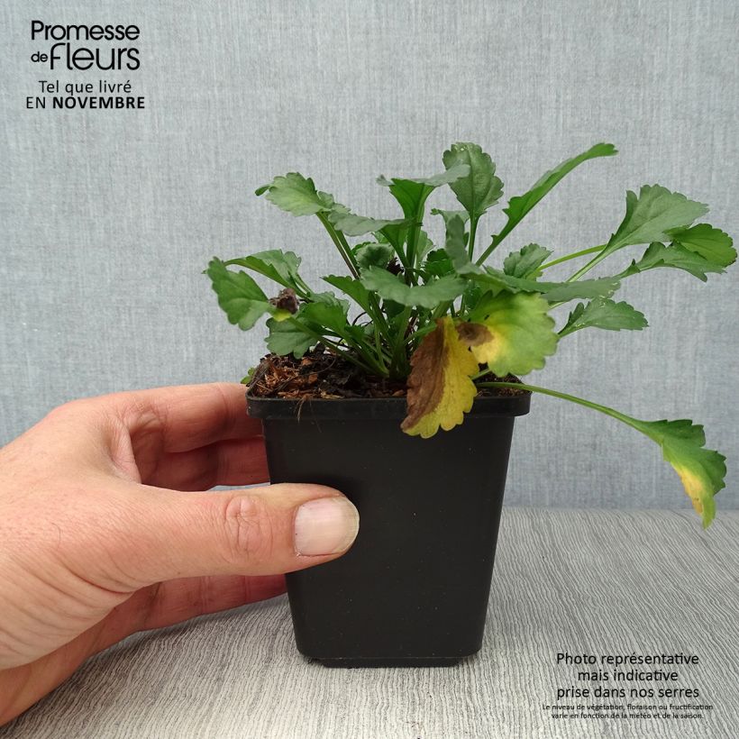 Exemplar von Magerwiesen-Margerite Maikonigin - Leucanthemum vulgare Kleine Töpfe von 8/9 cm wie im Herbst geliefert