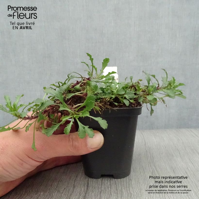 Exemplar von Magerwiesen-Margerite Maikonigin - Leucanthemum vulgare Kleine Töpfe von 8/9 cm wie im Frühjahr geliefert