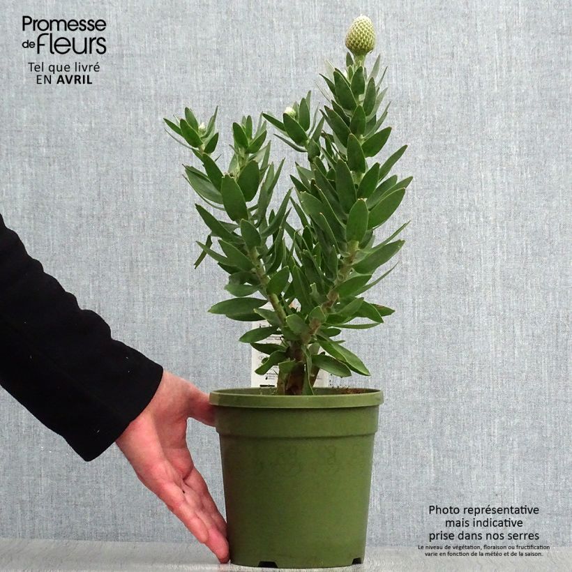 Exemplar von Leucospermum Yellow Carnival - Gärtnerprotee Topf mit 2L/3L wie im Frühjahr geliefert