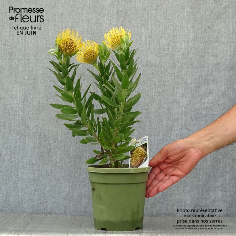 Exemplar von Leucospermum Yellow Carnival - Gärtnerprotee Topf mit 2L/3L wie im Sommer geliefert