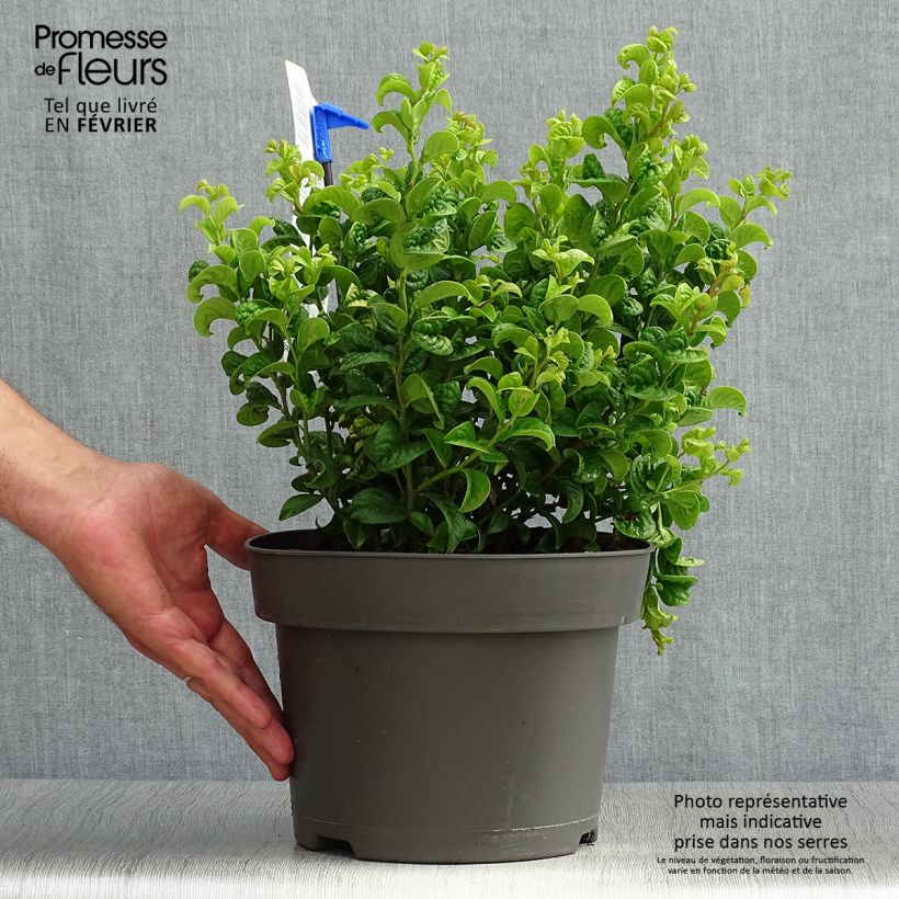 Exemplar von Traubenheide Curly Gold - Leucothoe axillaris Topf mit 2L/3L wie im Herbst geliefert
