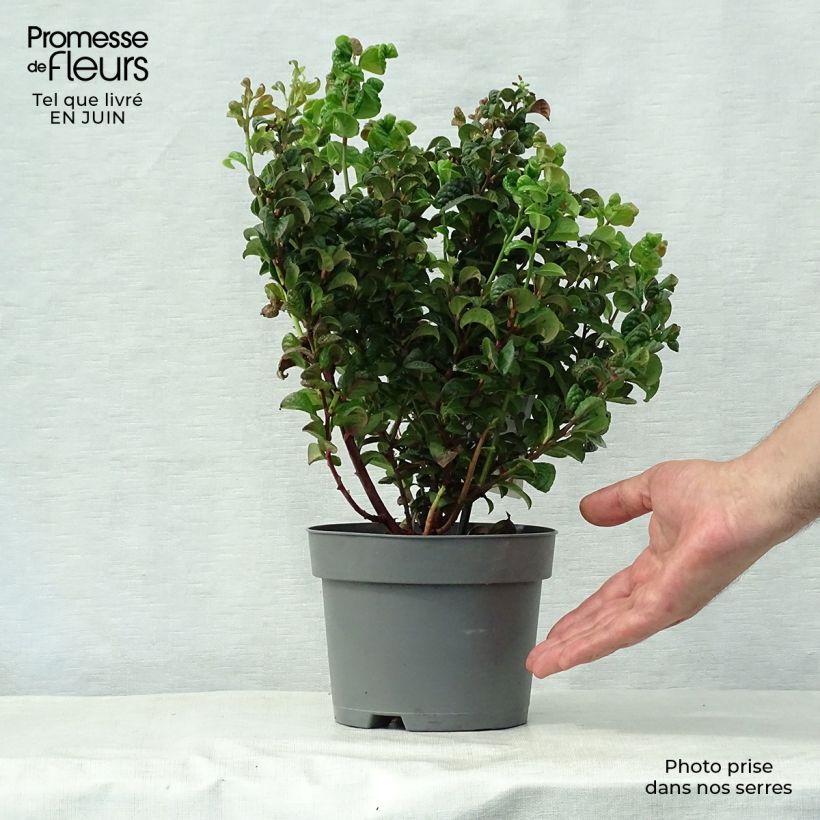 Exemplar von Traubenheide Curly Red - Leucothoe axillaris Topf mit 2L/3L wie im Sommer geliefert