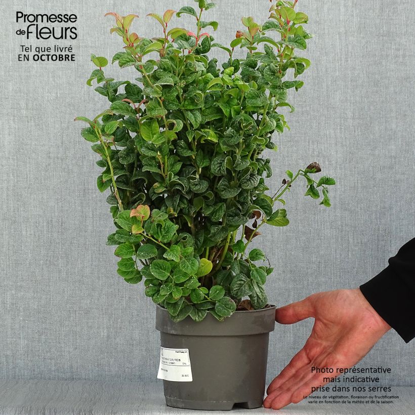 Exemplar von Traubenheide Curly Red - Leucothoe axillaris Topf mit 2L/3L wie im Herbst geliefert