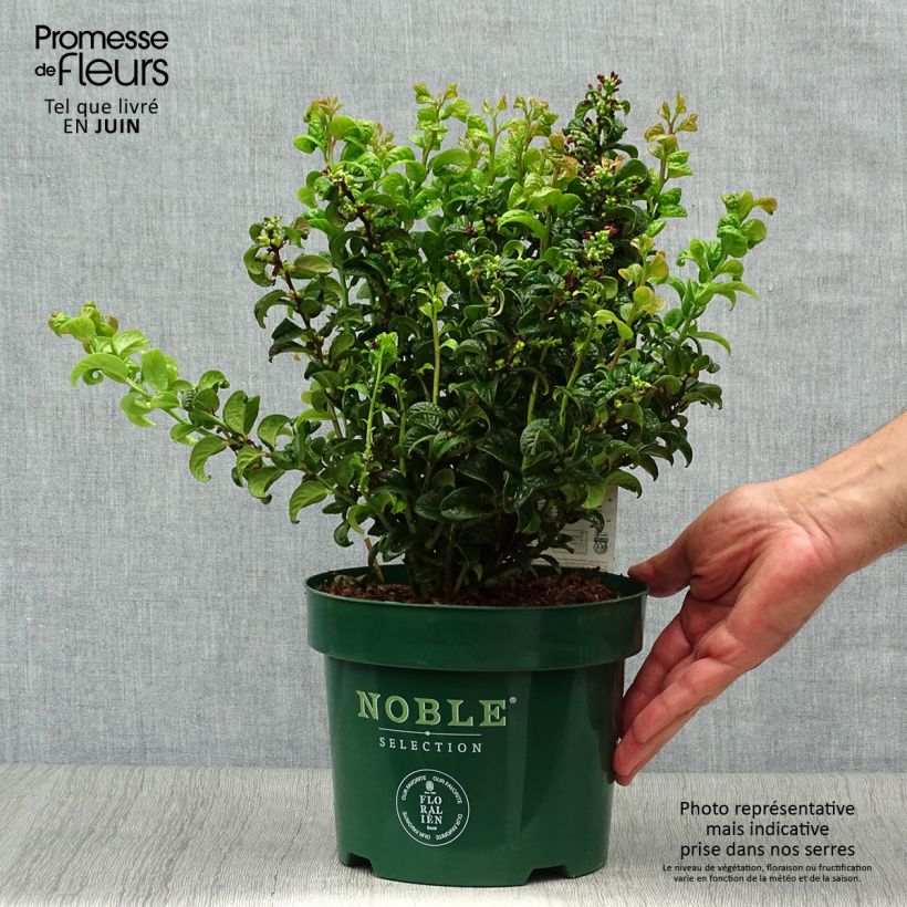 Exemplar von Traubenheide Twisting Red - Leucothoe axillaris Topf mit 3L/4L wie im Sommer geliefert