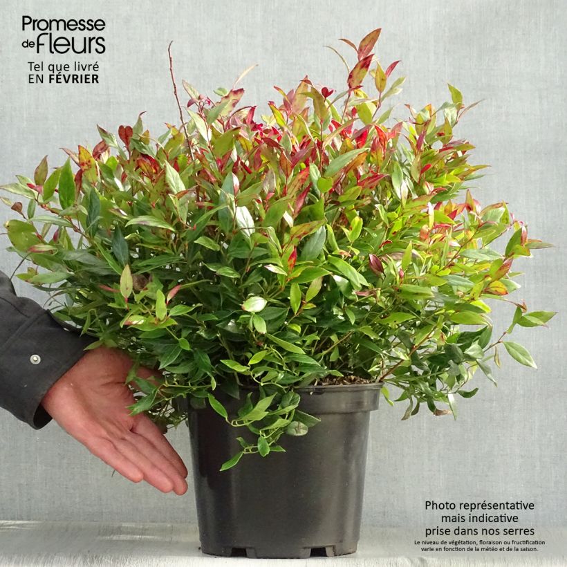 Exemplar von Traubenheide Little Flames - Leucothoe fontanesiana Topf mit 4L/5L wie im Winter geliefert