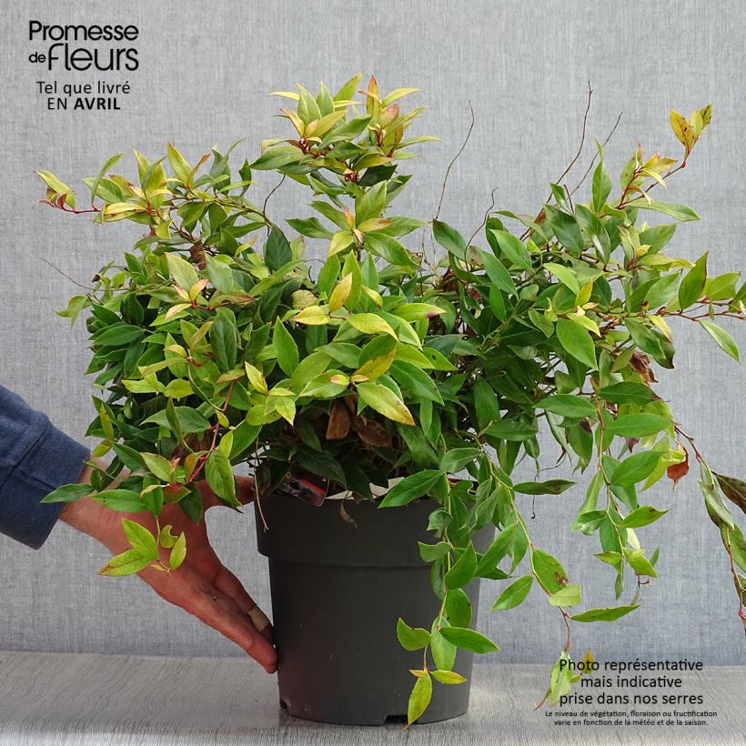 Exemplar von Traubenheide Little Flames - Leucothoe fontanesiana Topf mit 4L/5L wie im Frühjahr geliefert
