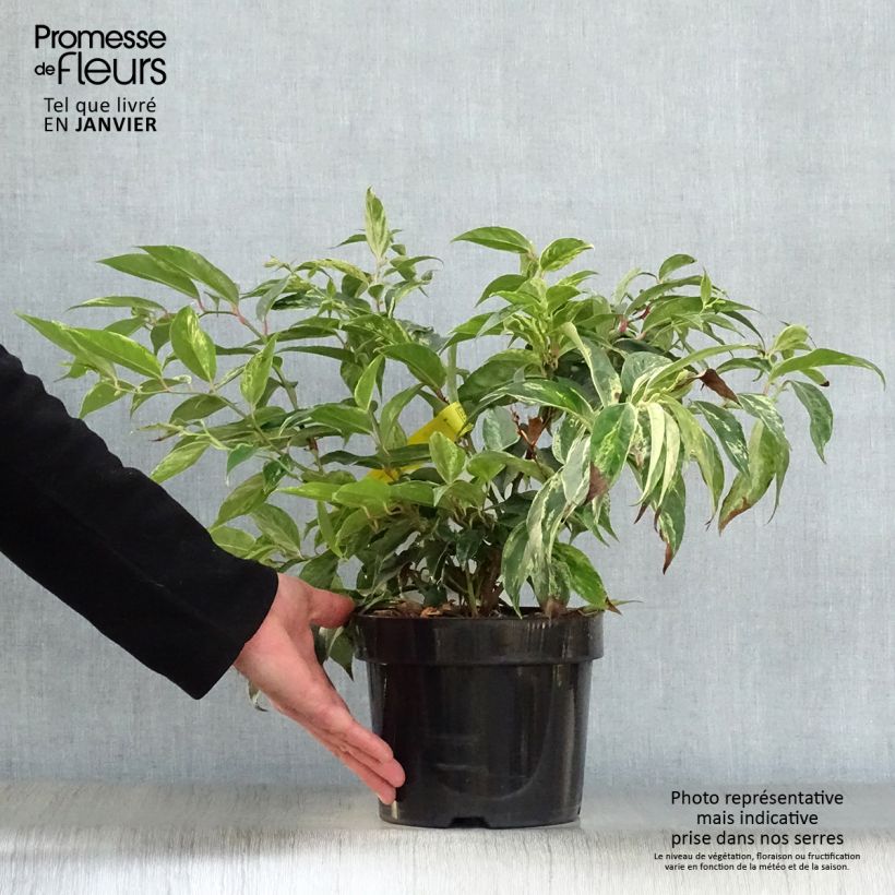 Exemplar von Traubenheide Rainbow - Leucothoe fontanesiana Topf mit 2L/3L wie im Winter geliefert