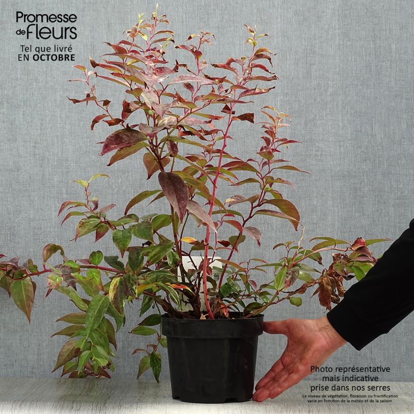 Exemplar von Traubenheide Rainbow - Leucothoe fontanesiana Topf mit 2L/3L wie im Herbst geliefert
