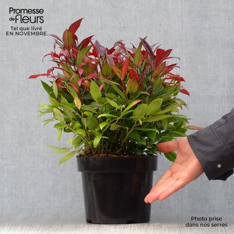 Exemplar von Traubenheide Scarletta - Leucothoe fontanesiana Topf mit 2L/3L wie im Herbst geliefert