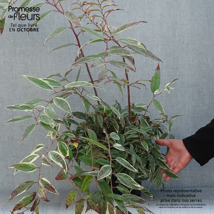 Exemplar von Traubenheide Whitewater - Leucothoe fontanesiana Topf mit 2L/3L wie im Herbst geliefert