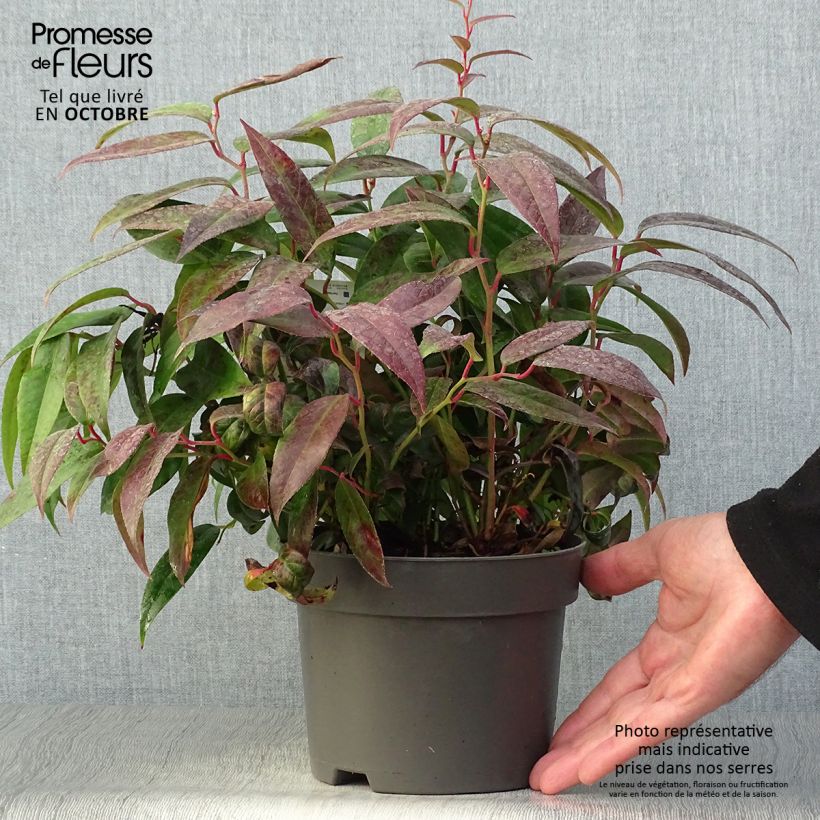 Exemplar von Traubenheide Zebonard - Leucothoe fontanesiana Topf mit 2L/3L wie im Herbst geliefert