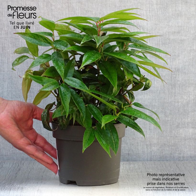 Exemplar von Traubenheide Zebonard - Leucothoe fontanesiana Topf mit 2L/3L wie im Sommer geliefert