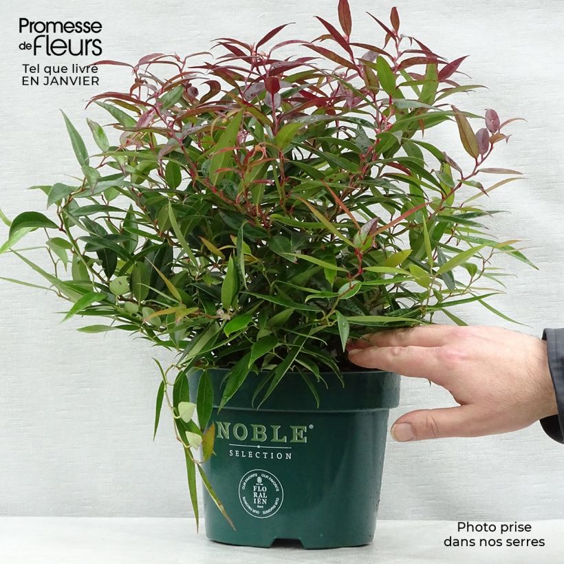 Exemplar von Traubenheide Burning Love - Leucothoe keiskei Topf mit 2L/3L wie im Winter geliefert