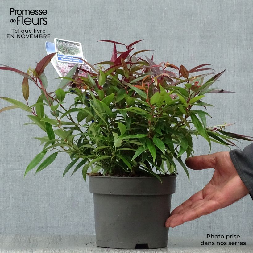 Exemplar von Traubenheide Burning Love - Leucothoe keiskei Topf mit 2L/3L wie im Herbst geliefert