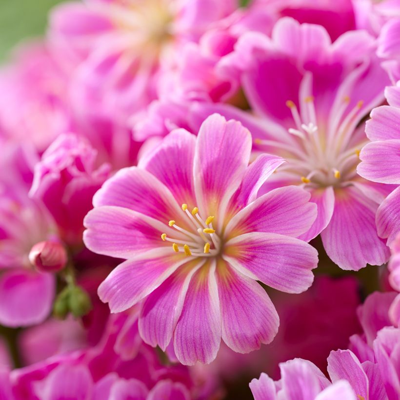 Lewisia Safira Tropic Pink - Bitterwurz (Blüte)