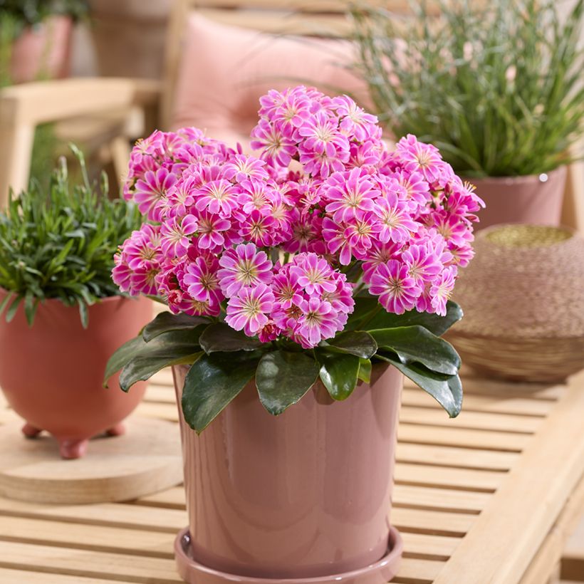 Lewisia Safira Tropic Pink - Bitterwurz (Wuchs)