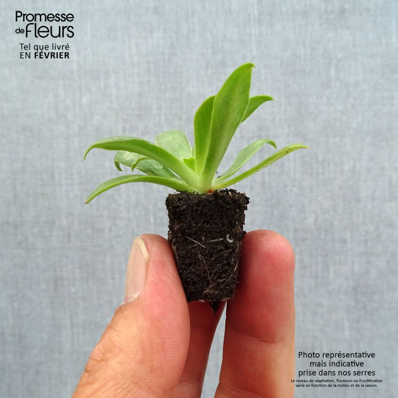 Exemplar von Lewisia cotyledon Ultra Violet - Bitterwurz Mini-Plug Ø 1,5/2,5 cm wie im Herbst geliefert