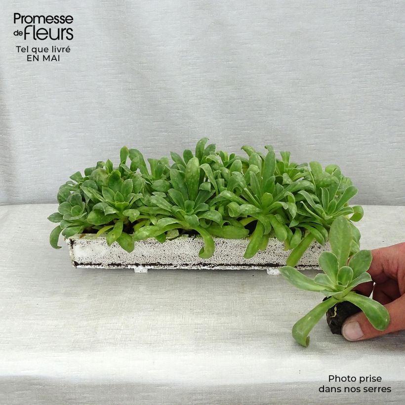 Exemplar von Lewisia cotyledon Elise Mix - Bitterwurz Mini-Plug Ø 1,5/2,5 cm wie im Frühjahr geliefert