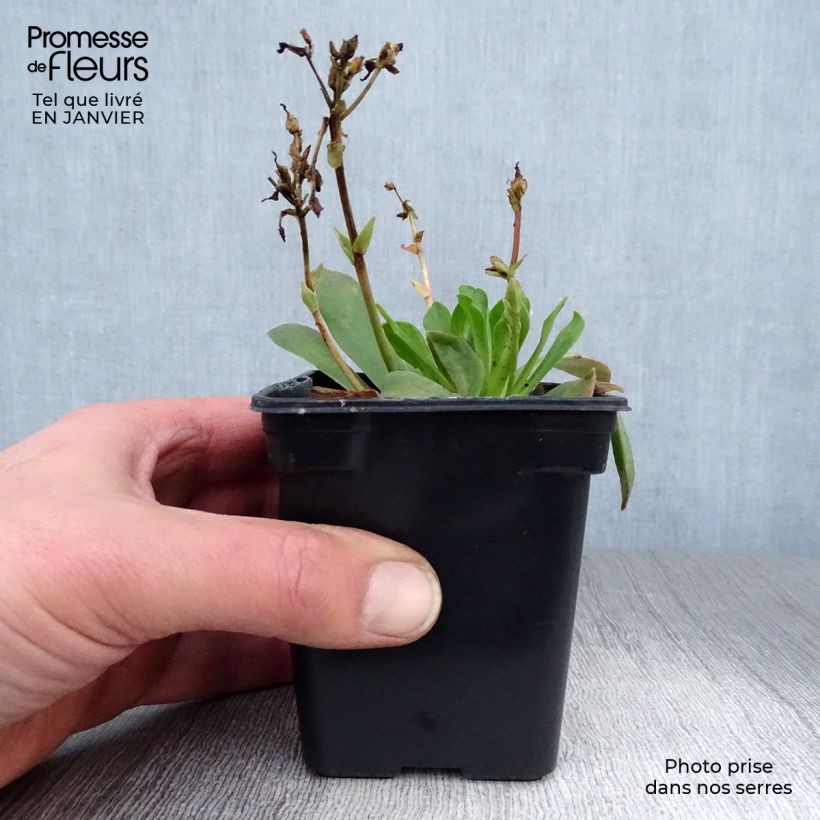 Exemplar von Lewisia cotyledon Mix - Bitterwurz Kleine Töpfe von 7/8 cm wie im Winter geliefert