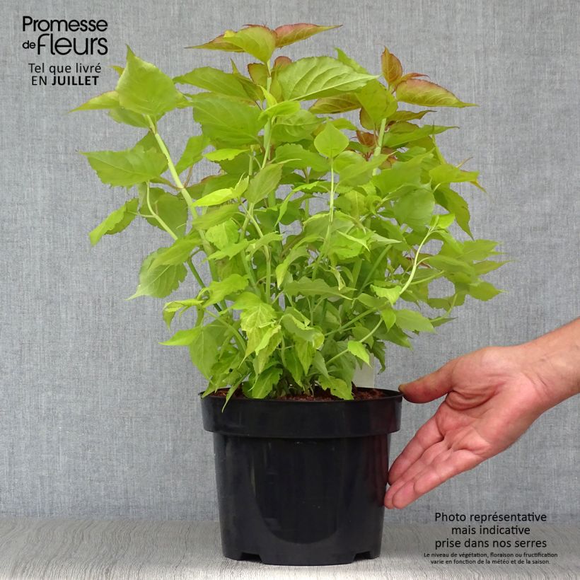 Exemplar von Leycesteria formosa Golden Lanterns - Buntdachblume Topf mit 2L/3L wie im Sommer geliefert