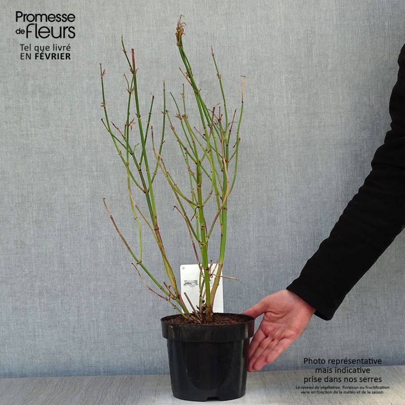 Exemplar von Leycesteria formosa Golden Lanterns - Buntdachblume Topf mit 2L/3L wie im Winter geliefert