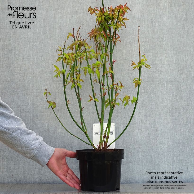 Exemplar von Leycesteria formosa Golden Lanterns - Buntdachblume Topf mit 2L/3L wie im Frühjahr geliefert