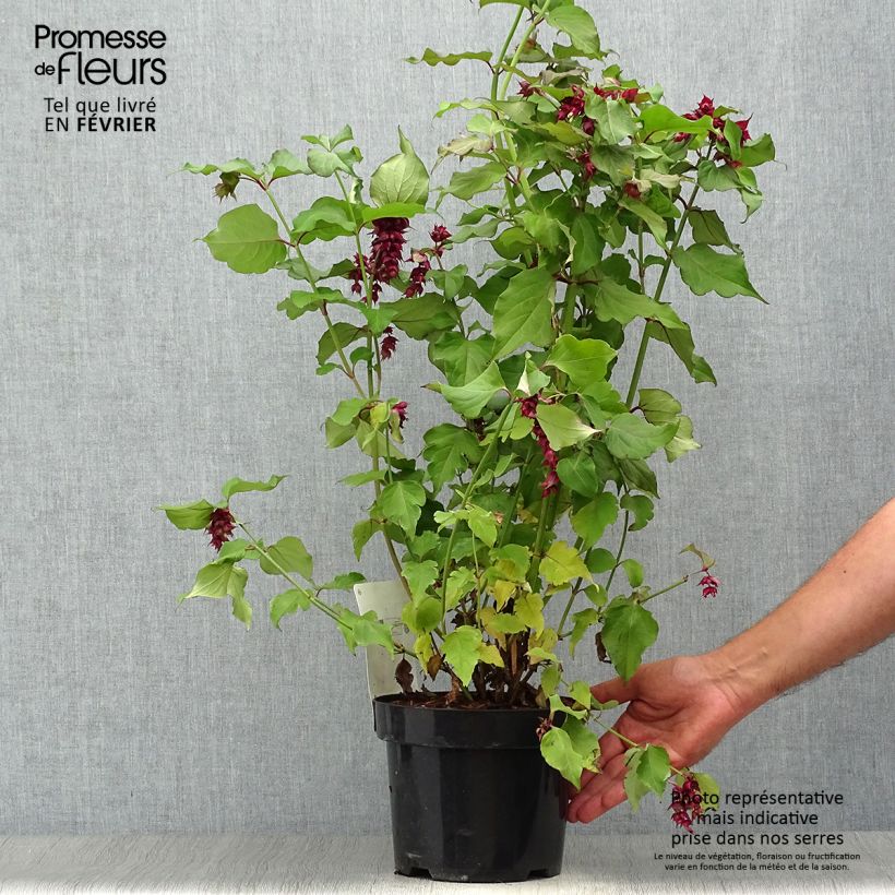 Exemplar von Leycesteria formosa Purple Rain - Buntdachblume Topf mit 2L/3L wie im Herbst geliefert