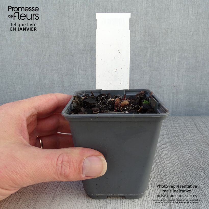 Exemplar von Liatris ligulistylis - Prachtscharte Kleine Töpfe von 8/9 cm wie im Winter geliefert