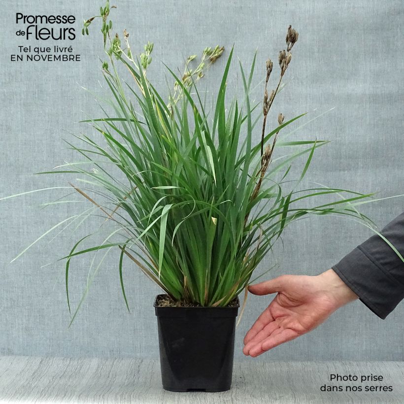 Exemplar von Libertia sessiliflora Caerulescens Topf mit 2L/3L wie im Herbst geliefert