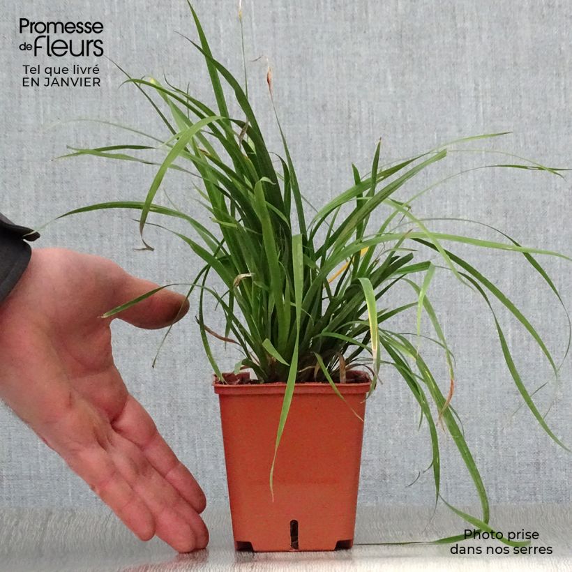 Exemplar von Libertia grandiflora Kleine Töpfe von 8/9 cm wie im Winter geliefert