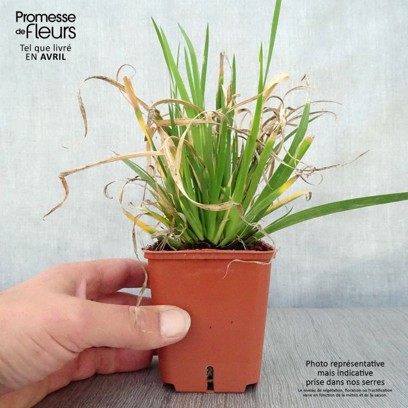 Exemplar von Libertia grandiflora Kleine Töpfe von 8/9 cm wie im Frühjahr geliefert