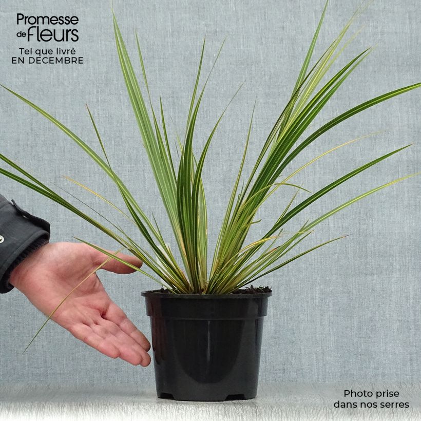 Exemplar von Libertia ixioides Goldfinger Topf mit 2L/3L wie im Winter geliefert