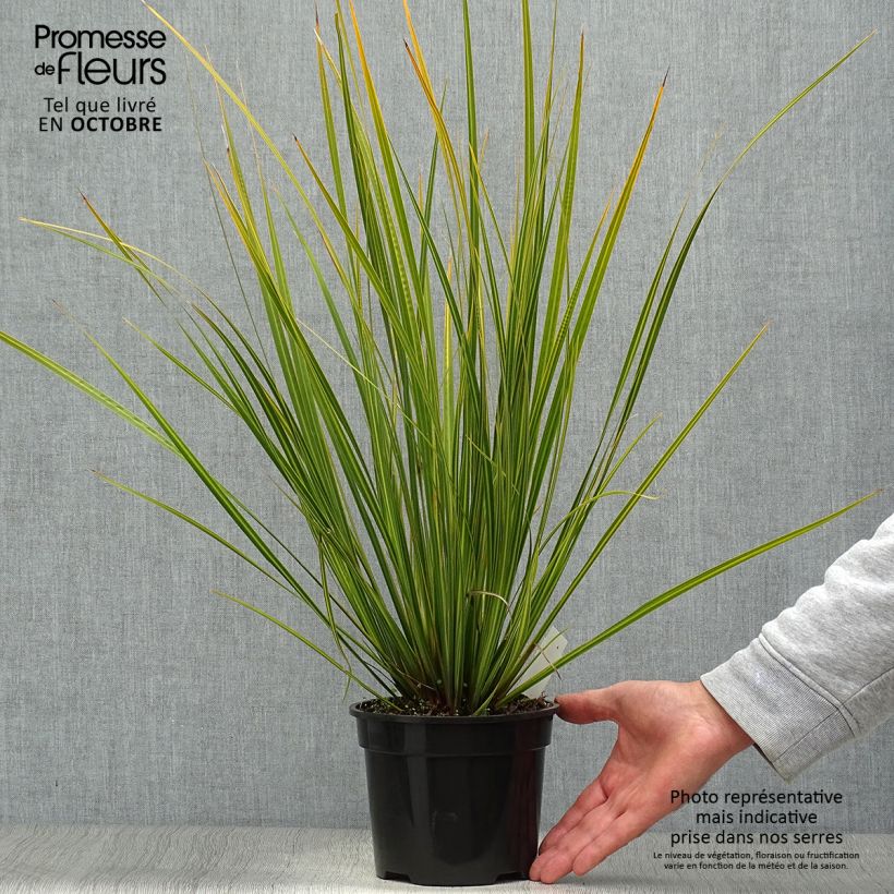 Exemplar von Libertia ixioides Goldfinger Topf mit 2L/3L wie im Herbst geliefert