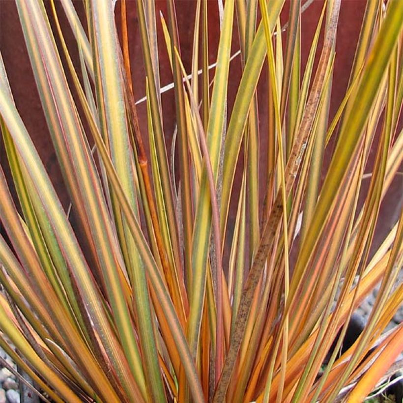 Libertia ixioides Taupo Blaze (Laub)