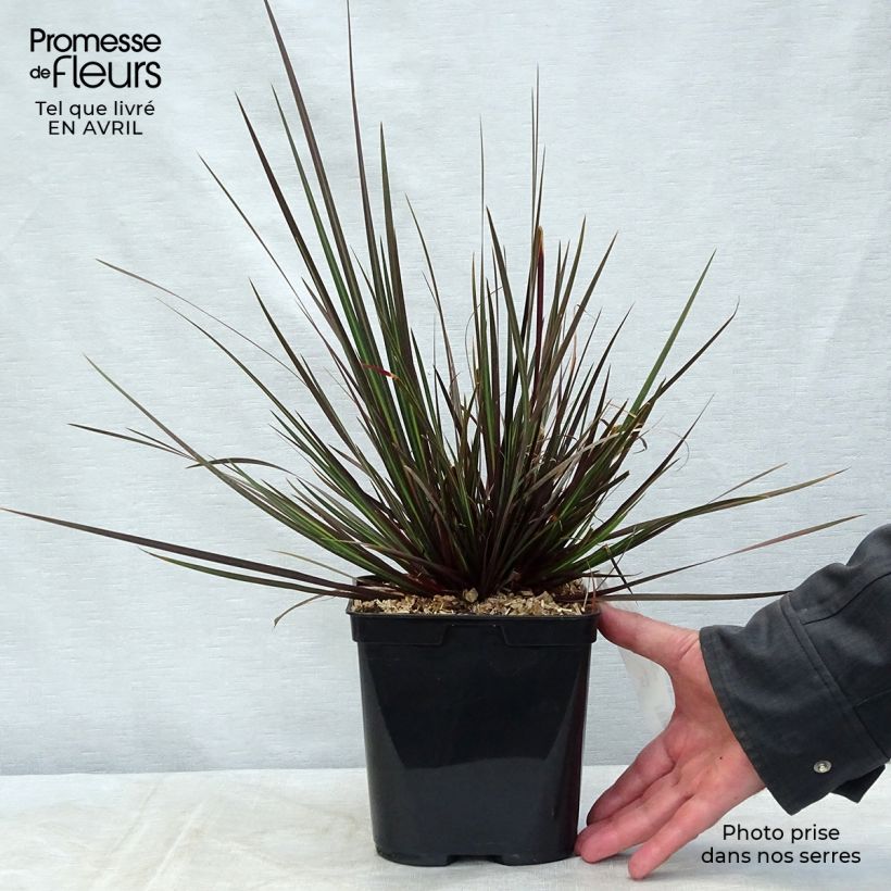 Exemplar von Libertia ixioides Taupo Sunset Topf mit 2L/3L wie im Frühjahr geliefert