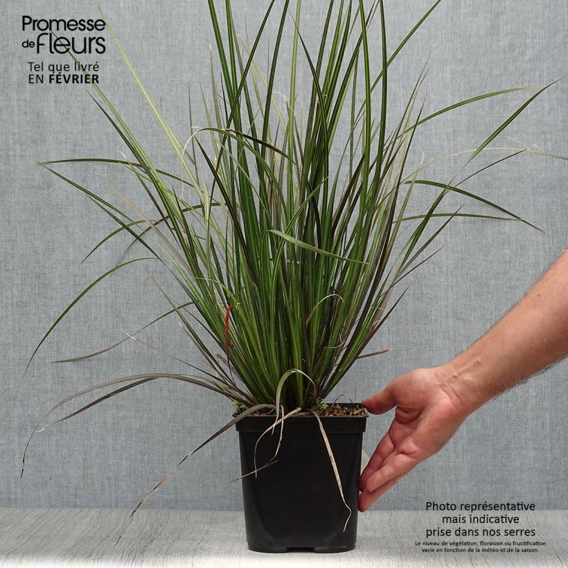 Exemplar von Libertia ixioides Taupo Sunset Topf mit 2L/3L wie im Herbst geliefert