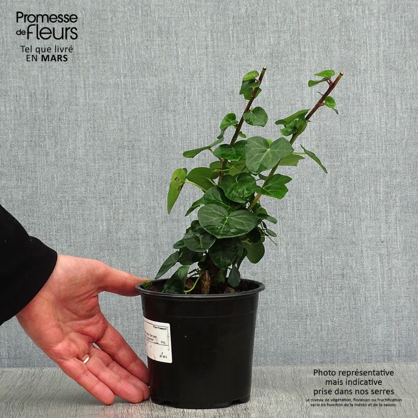 Exemplar von Efeu Arbori Compact - Hedera helix Topf mit 2L/3L wie im Winter geliefert