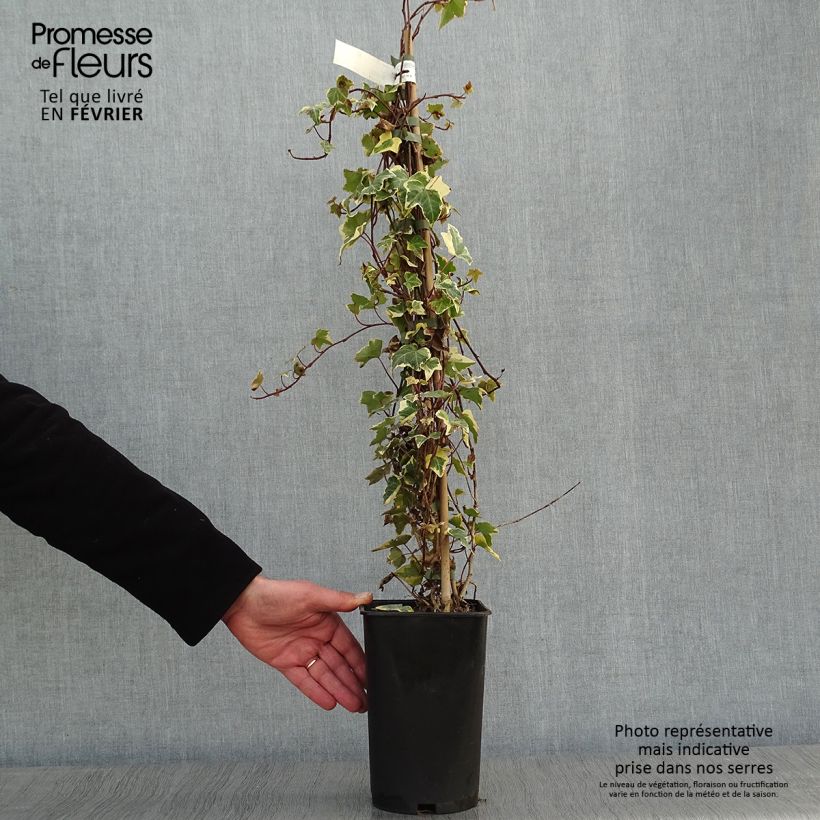 Exemplar von Gelbbunter Efeu Goldchild - Hedera helix Topf mit 1,5L/2L wie im Winter geliefert