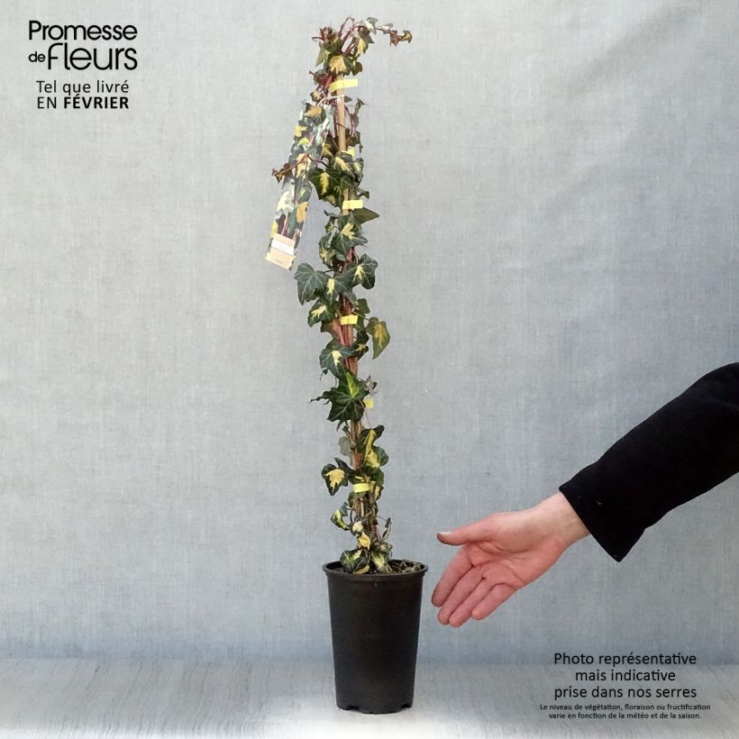 Exemplar von Goldlaubiger Efeu Goldheart - Hedera helix Topf mit 1,5L/2L wie im Winter geliefert