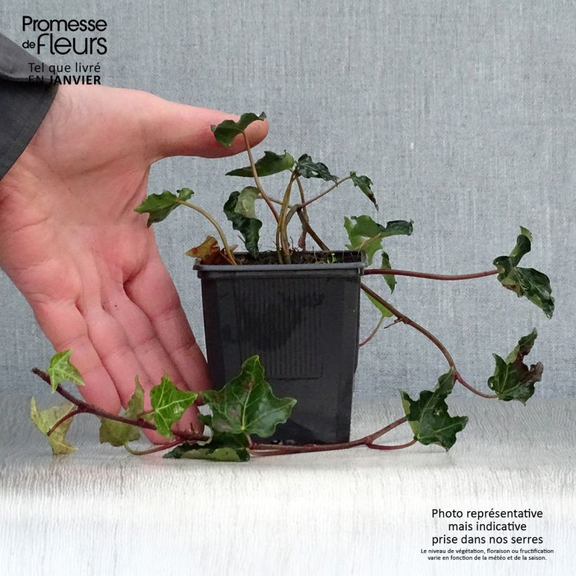 Exemplar von Efeu Ivalace - Hedera helix Kleine Töpfe von 8/9 cm wie im Winter geliefert