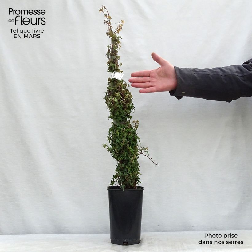 Exemplar von Efeu Needlepoint - Hedera helix Topf mit 2L/3L wie im Frühjahr geliefert