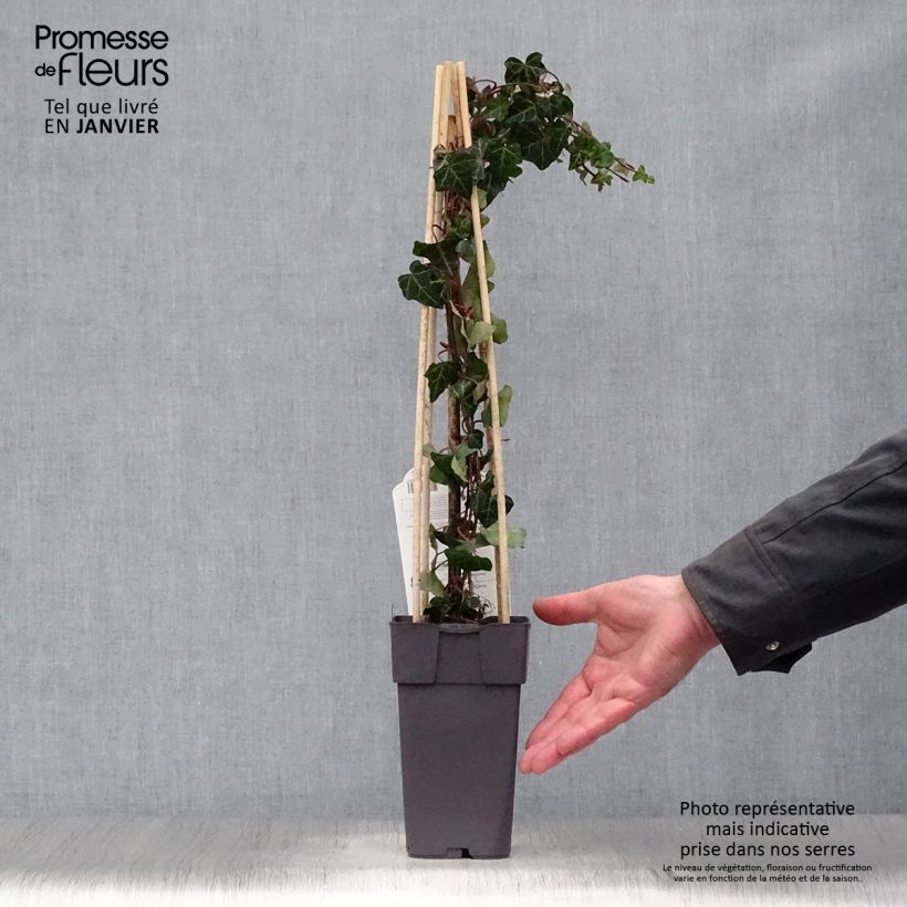 Exemplar von Gemeiner Efeu - Hedera helix Topf mit 1L/1,5L wie im Winter geliefert