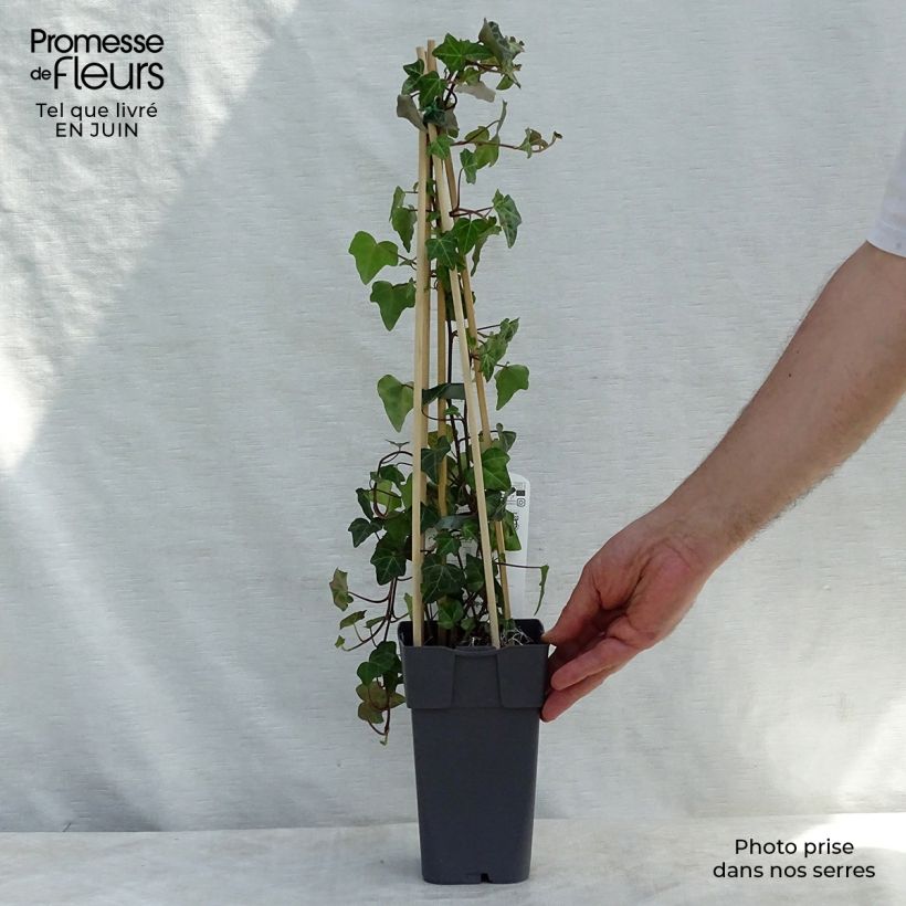 Exemplar von Gemeiner Efeu - Hedera helix Topf mit 1L/1,5L wie im Sommer geliefert