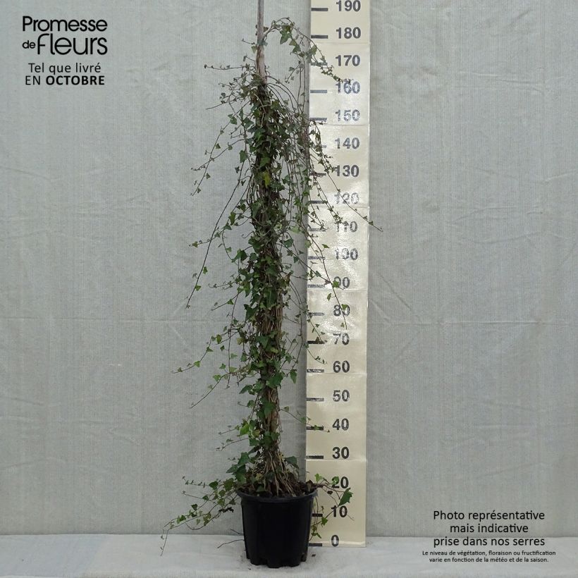 Exemplar von Gemeiner Efeu - Hedera helix Topf mit 4L/5L wie im Herbst geliefert