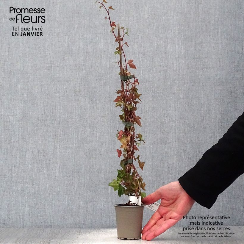 Exemplar von Efeu Shamrock - Hedera helix Kleine Töpfe von 8/9 cm wie im Winter geliefert