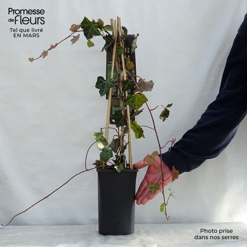 Exemplar von Hedera hibernica - Irischer Efeu Topf mit 1L/1,5L wie im Frühjahr geliefert